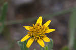 Bushy seaside tansy